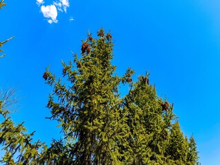 A tree with many branches and leaves is in the sky. The sky is blue and clear. The tree is full of leaves and has a lot of branches