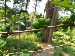 Coffee plant branch with raw green coffee berries. Nature concept.