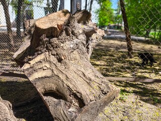 A large tree stump sits in a fenced area. The stump is surrounded by a chain link fence and is...