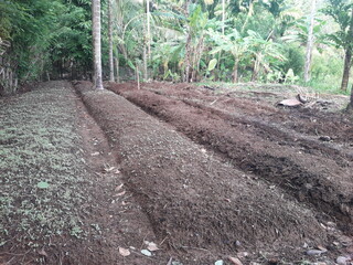 Background of newly prepared and formed agricultural land for planting plant seedlings.