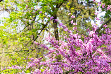 Spring blossoms Cascading Hearts brighten a natural landscape in a vibrant display of colors and...