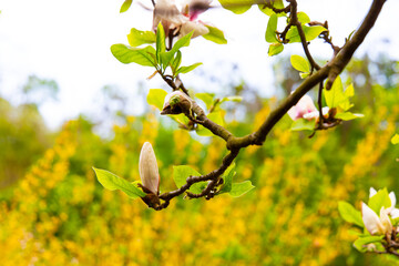 Magnolia branches with budding flowers in a vibrant spring garden at midday