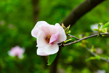 Blossoming magnolia flowers in a lush green garden during spring season