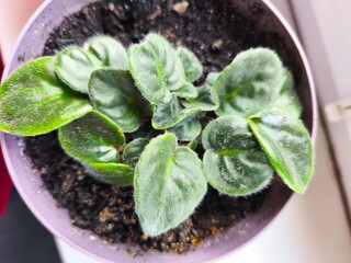 violet in pot, houseplants, flowerpots, flowers in the office, flowers on the window, green office, green leaves