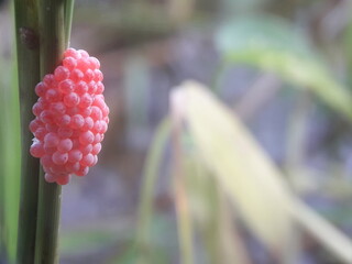 Eggs of the golden apple snail (Pomacea canaliculata), also known as the mulberry snail. These eggs attach to plants and are often found on water surfaces, rice paddy fields, and other objects.