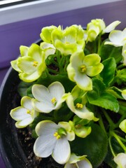flowers in the garden, white pot background, houseplants, flower pots, flowers in the office, flowers on the window, green office, blossom