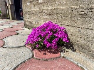 A small purple flower is growing on a brick sidewalk. The flower is surrounded by a few other...