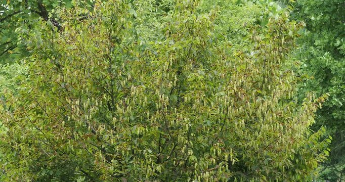 Bigleaf Hornbeam (Carpinus cordata) . An ornamental tree with rounded graceful crown, densely-branched adorned with long pendant fruiting catkins and serrate, heart-shaped veined, dark green leaves
