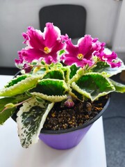 pink flower in pot, pot on a white background, houseplants, flower pots, flowers in the office, flowers on the window, green office, blossom