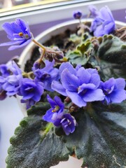 lavender flowers and stones, pot on a white background, houseplants, flower pots, flowers in the office, flowers on the window, green office, blossom