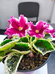 pink violet, houseplants, flowerpots, flowers in the office, flowers on the window, green office, green leaves 