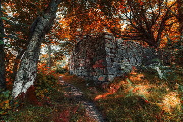 Ancient mossy stone wall nestled in a glowing autumn forest, surrounded by ferns, vivid red-orange foliage, and a winding path, evoking mystery, history, and natural beauty