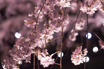 pink cherry blossom, night, Sakura, Tokyo, pink, spring
