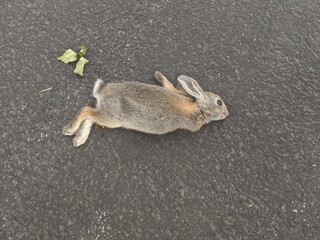 Dead rabbit on pavement