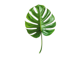 A single, vibrant green leaf with characteristic splits and a slender stem, set against a stark black background, exhibiting a subtle, luminescent outline