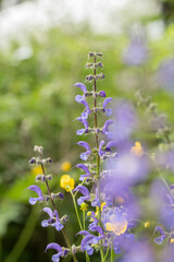 vista macro dei fiori gialli e viola di alcune piccole piante spontanee in un ambiente naturale in...