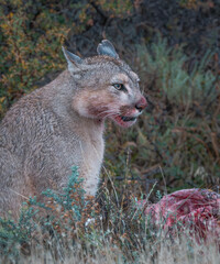 Puma retrato cara con sangre