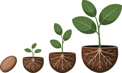 Seed germination and plant growth stages: A visual representation of life cycle transparent png vector