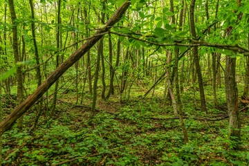 green thicket of deciduous forest with fallen trees in the mountains of the Western Caucasus on a sunny June day