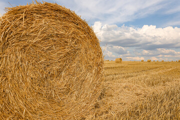 Hay Bales on Harvested Wheat Field – Agriculture and Agrarian Industry Concept	