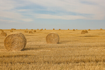 Fototapeta premium Hay Bales on Harvested Wheat Field – Agriculture and Agrarian Industry Concept