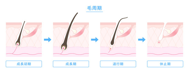 
毛周期・ヘアサイクルのイラスト図解（成長期・退行期・休止期）