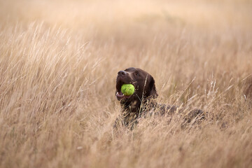 golden retriever dog playing