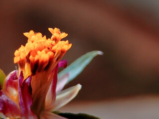 macro shot of a vibrant orange and reddish-purple flower, showcasing its unique textured petals and...