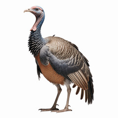 Fototapeta premium Southern Screamer: A majestic Southern Screamer stands tall, showcasing its unique plumage, long neck, and distinctive appearance, representing the beauty of the avian world.