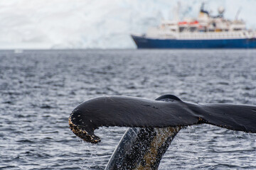 Close-up of the tail of a diving humpback whale -Megaptera novaeangliae. Image taken in the Graham...