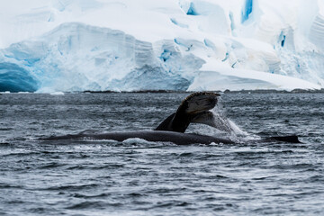 Close-up of the tail of a diving humpback whale -Megaptera novaeangliae. Image taken in the Graham...