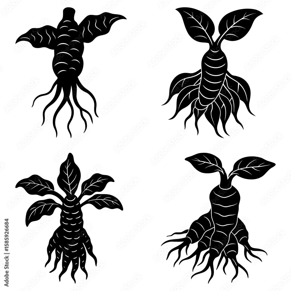 Poster four black mandrake root illustrations with leaves and roots on a white background in a symmetrical 