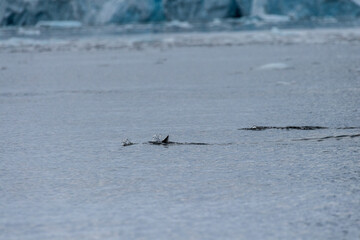 Telephoto of a group of Gentoo Penguins -Pygoscelis papua- jumping and swimming among the Antarctic sea ice. Antarctic Peninsula.