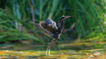 great blue heron ardea cinerea