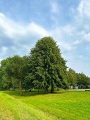 Lush green trees stand tall in a vibrant park, surrounded by a grassy landscape under a bright blue sky with fluffy clouds, creating a serene outdoor atmosphere. Vertical background with copy space