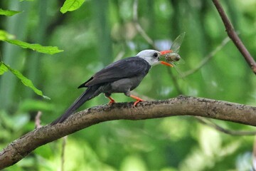 Fototapeta premium red billed hornbill in tree