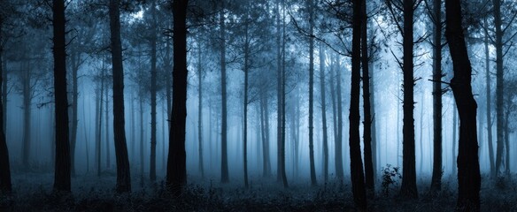 The fog-covered forest creates an enchanting and mysterious atmosphere.