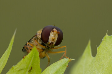 Hoverfly (Episyrphus balteatus)	