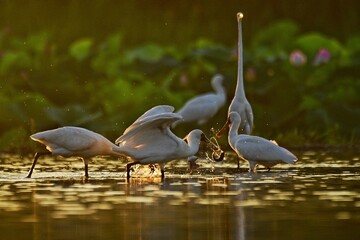great blue heron ardea cinerea