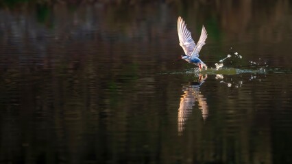 dragonfly on the water