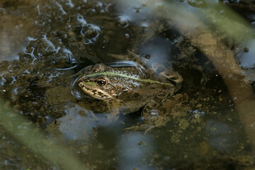 rana verde ferma nell'acqua bassa di un ambiente naturale di palude, di giorno, in Italia