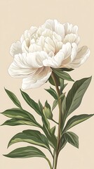 Elegant White Peony Blossom with Green Leaves on Cream Background, Botanical Illustration