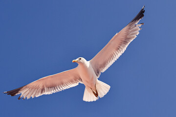 The flight of the seagull