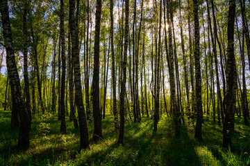 Sunlight filtering through the tall birch trees in a lush green forest, creating a serene and captivating natural landscape for nature enthusiasts.