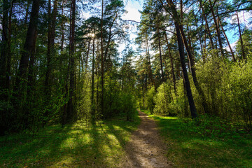 Obraz premium Forest path winding through green trees. Sunlit park landscape. Outdoor escape and natural scenery for relaxation.