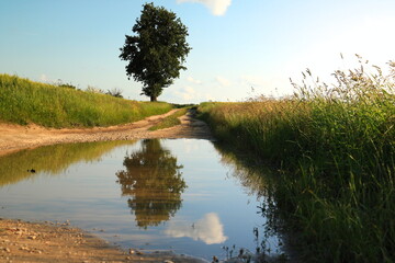 Samotna grusza © Ireneusz