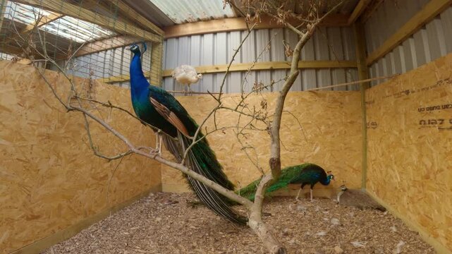 Beautiful peacocks blue males and females inside a barn, male performing calls in England UK