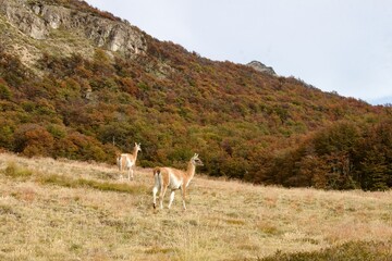 Guanacos in Patagonia