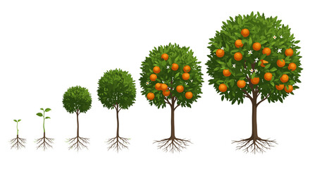 Growth stages of an orange tree with roots and fruit in realistic style