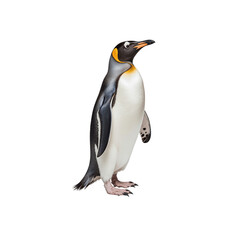 Fototapeta premium Regal Penguin Profile: A majestic penguin, in its natural state. showcasing the penguin's elegant poise and striking feather pattern.